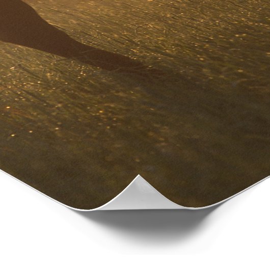 Bob Langrish | Arabische begrazing op de lijst Poster (Hoek)