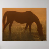 Bob Langrish | Arabische begrazing op de lijst Poster (Voorkant)