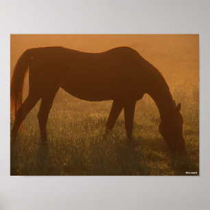 Bob Langrish   Arabische begrazing op de lijst Poster