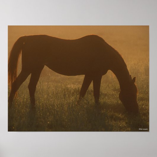 Bob Langrish | Arabische begrazing op de lijst Poster (Voorkant)