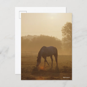 Bob Langrish Arabische begrazing op zonsondergan Briefkaart