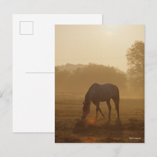 Bob Langrish | Arabische begrazing op zonsondergan Briefkaart (Voorkant / Achterkant)