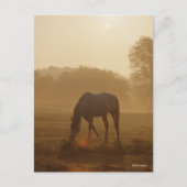 Bob Langrish | Arabische begrazing op zonsondergan Briefkaart (Voorkant)