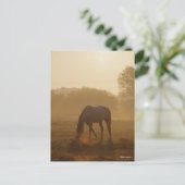 Bob Langrish | Arabische begrazing op zonsondergan Briefkaart (Staand voorkant)