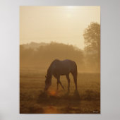 Bob Langrish | Arabische begrazing op zonsondergan Poster (Voorkant)