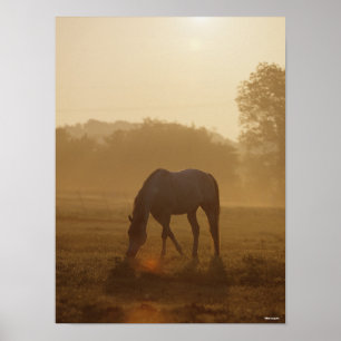 Bob Langrish   Arabische begrazing op zonsondergan Poster