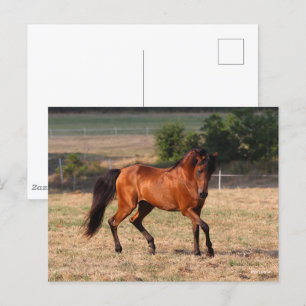 Bob Langrish   Arabische Golf Briefkaart