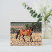 Bob Langrish | Arabische Golf Briefkaart (Staand voorkant)