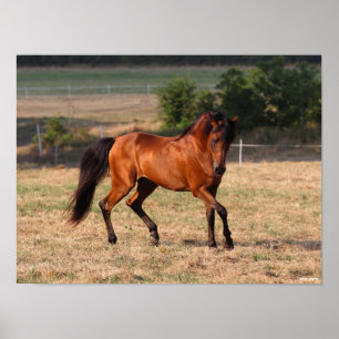 Bob Langrish   Arabische Golf Poster