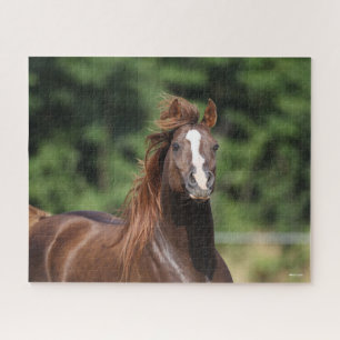 Bob Langrish Arabische kastanjeboom — hoofdsch Legpuzzel