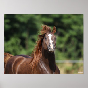 Bob Langrish   Arabische kastanjeboom — hoofdsch Poster