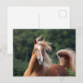 Bob Langrish | Arabische kastanjeboom — hoofdschot Briefkaart (Voorkant / Achterkant)