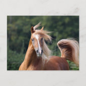 Bob Langrish | Arabische kastanjeboom — hoofdschot Briefkaart (Voorkant)