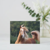 Bob Langrish | Arabische kastanjeboom — hoofdschot Briefkaart (Staand voorkant)