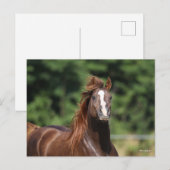 Bob Langrish | Arabische kastanjeboom — hoofdschot Briefkaart (Voorkant / Achterkant)