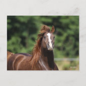 Bob Langrish | Arabische kastanjeboom — hoofdschot Briefkaart (Voorkant)