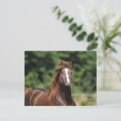 Bob Langrish | Arabische kastanjeboom — hoofdschot Briefkaart (Staand voorkant)