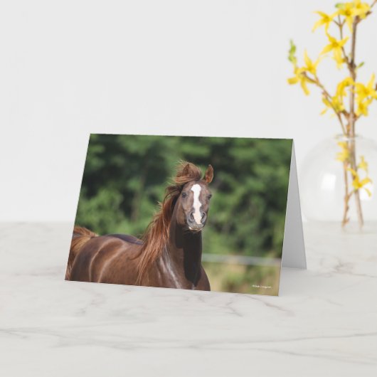 Bob Langrish | Arabische kastanjeboom — hoofdschot Kaart (Gele Bloem)