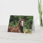 Bob Langrish | Arabische kastanjeboom — hoofdschot Kaart (Voorkant)