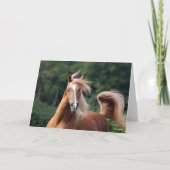 Bob Langrish | Arabische kastanjeboom — hoofdschot Kaart (Voorkant)