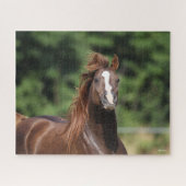 Bob Langrish | Arabische kastanjeboom — hoofdschot Legpuzzel (Horizontaal)