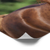 Bob Langrish | Arabische kastanjeboom — hoofdschot Poster (Hoek)