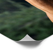 Bob Langrish | Arabische kastanjeboom — hoofdschot Poster (Hoek)