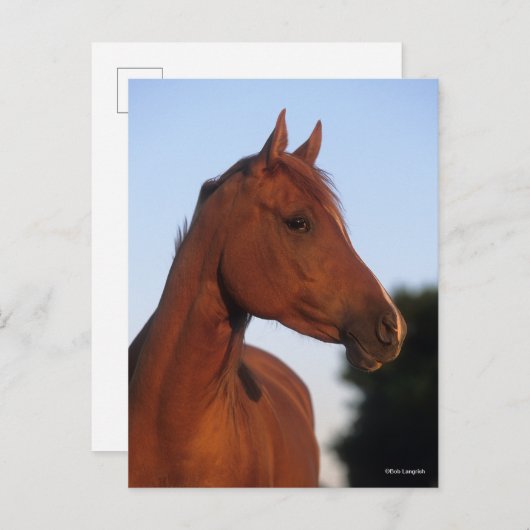 Bob Langrish | Arabische kastanjekop Briefkaart (Voorkant / Achterkant)