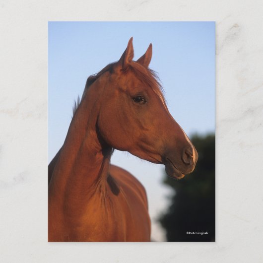 Bob Langrish | Arabische kastanjekop Briefkaart (Voorkant)