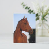 Bob Langrish | Arabische kastanjekop Briefkaart (Staand voorkant)