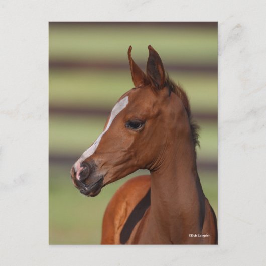 Bob Langrish | Arabische kastanjekop Briefkaart (Voorkant)
