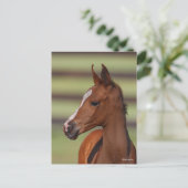 Bob Langrish | Arabische kastanjekop Briefkaart (Staand voorkant)