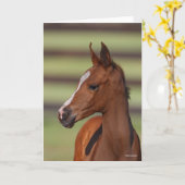 Bob Langrish | Arabische kastanjekop Kaart (Gele Bloem)