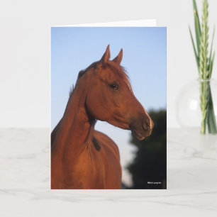 Bob Langrish   Arabische kastanjekop Kaart