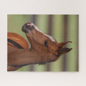 Bob Langrish | Arabische kastanjekop Legpuzzel (Horizontaal)