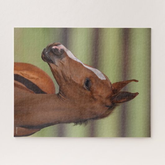 Bob Langrish | Arabische kastanjekop Legpuzzel (Horizontaal)