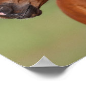 Bob Langrish | Arabische kastanjekop Poster (Hoek)