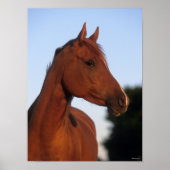 Bob Langrish | Arabische kastanjekop Poster (Voorkant)