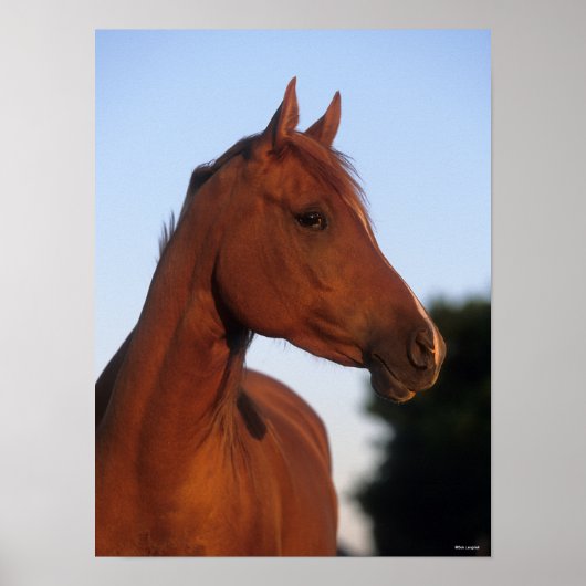 Bob Langrish | Arabische kastanjekop Poster (Voorkant)