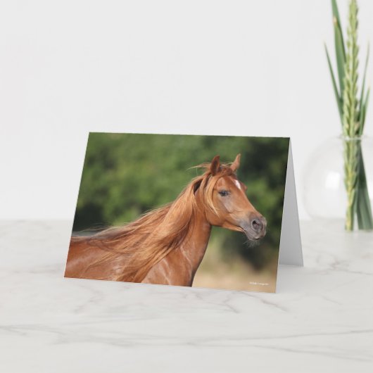 Bob Langrish | Arabische kastanjekoppen: stromend Kaart (Voorkant)