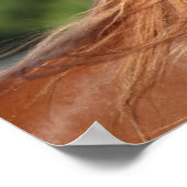 Bob Langrish | Arabische kastanjekoppen: stromend Poster (Hoek)