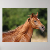 Bob Langrish | Arabische kastanjekoppen: stromend Poster (Voorkant)