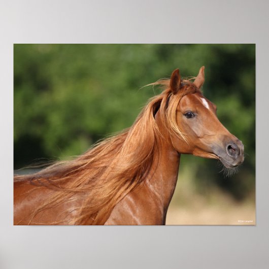 Bob Langrish | Arabische kastanjekoppen: stromend Poster (Voorkant)