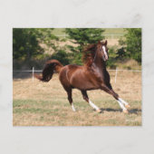 Bob Langrish | Arabische kastanjestabel lopende 3 Briefkaart (Voorkant)