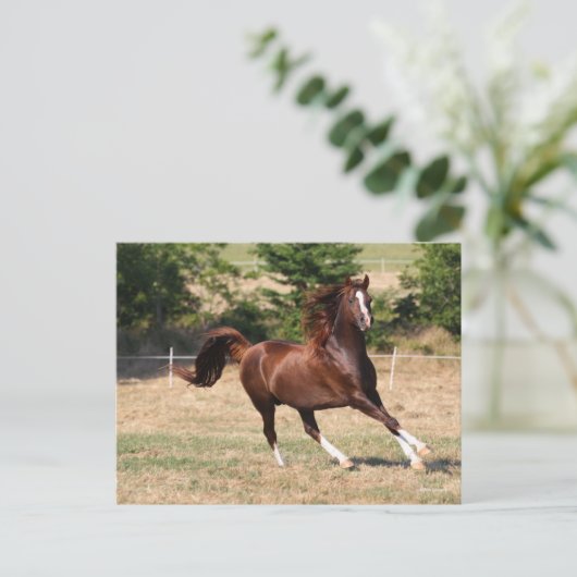 Bob Langrish | Arabische kastanjestabel lopende 3 Briefkaart (Staand voorkant)