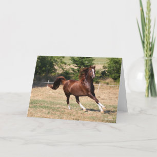 Bob Langrish   Arabische kastanjestabel lopende 3 Kaart