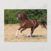 Bob Langrish | Arabische kastanjestroop Briefkaart (Voorkant)