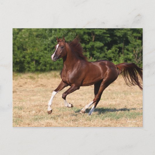 Bob Langrish | Arabische kastanjestroop Briefkaart (Voorkant)