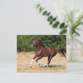 Bob Langrish | Arabische kastanjestroop Briefkaart (Staand voorkant)