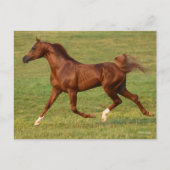 Bob Langrish | Arabische kastanjestroop Briefkaart (Voorkant)